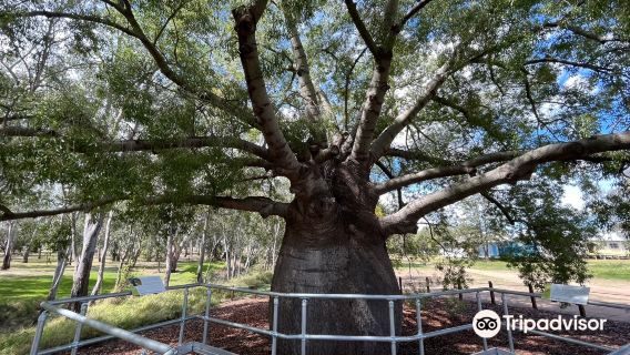 Roma's Largest Bottle Tree