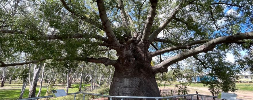 Roma's Largest Bottle Tree