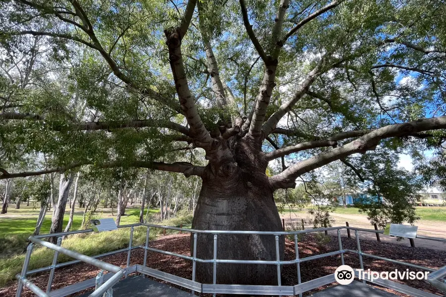 Roma's Largest Bottle Tree