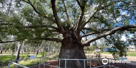 Roma's Biggest Bottle Tree