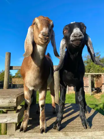 Hotels in Walton-on-Thames