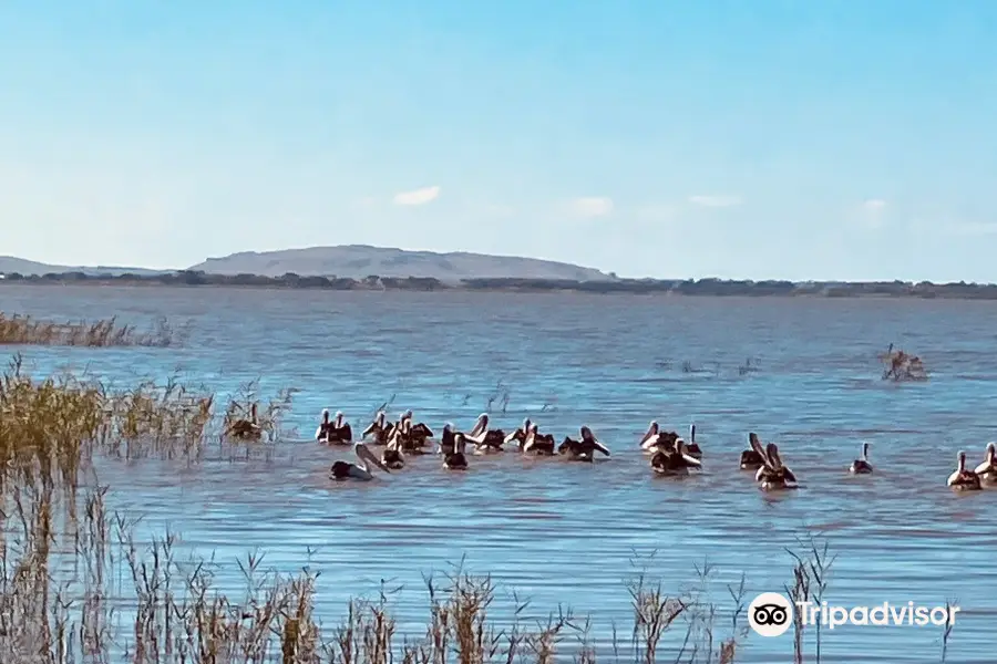 Colac Bird Reserve