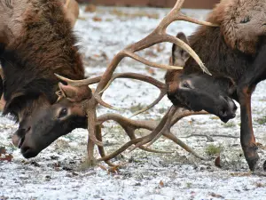 Lone Elk Park