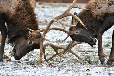 Lone Elk Park