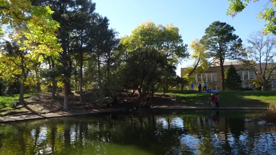 Duck Pond at UNM