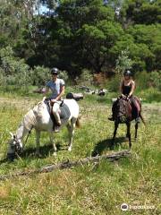 Limestone Coast Horseriding