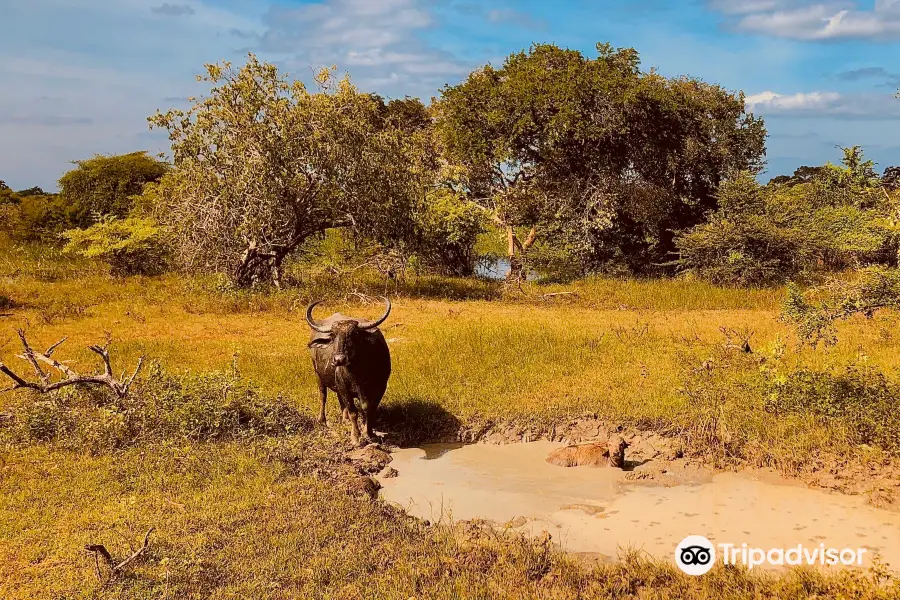 Sudu Yala Tusker Safari