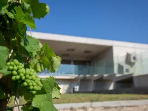 Winery Cyprus|Cyprus Wine|Vlassides Winery