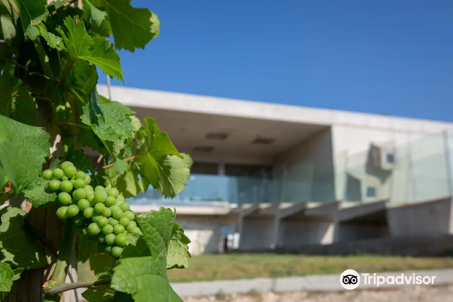Winery Cyprus|Cyprus Wine|Vlassides Winery