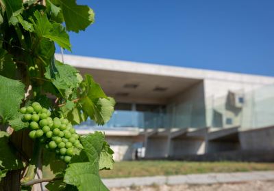 Winery Cyprus|Cyprus Wine|Vlassides Winery