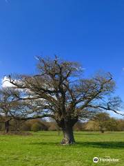 Hatfield Forest Nature Reserve