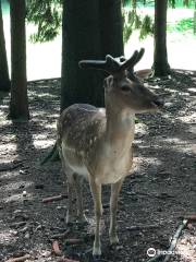 Wildfreigehege Locherholz