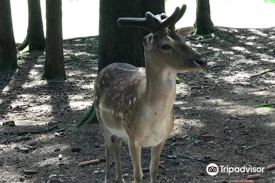 Wildfreigehege Locherholz