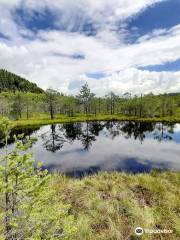 Mohos Peat-Bog