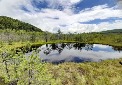 Mohos Peat-Bog