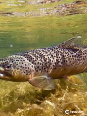 Arkansas On The Fly