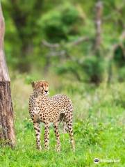 African Safari Guru