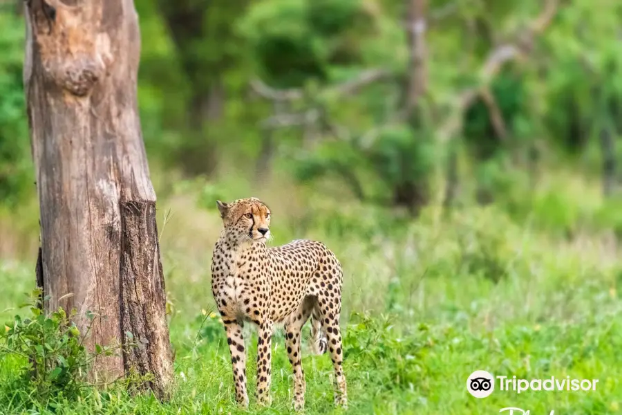 African Safari Guru