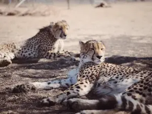 Kwa Cheetah Breeding Project