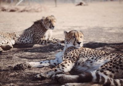 Kwa Cheetah Breeding Project