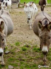 The Scottish Borders Donkey Sanctuary