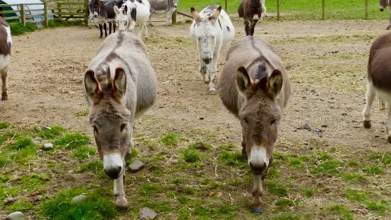 The Scottish Borders Donkey Sanctuary