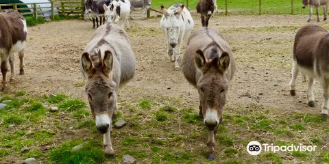 The Scottish Borders Donkey Sanctuary
