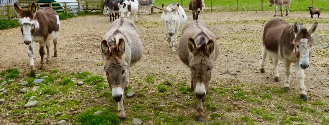 Hotels near The Scottish Borders Donkey Sanctuary