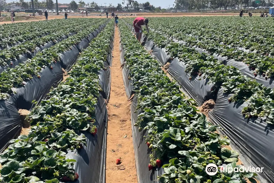 Carlsbad Strawberry Company