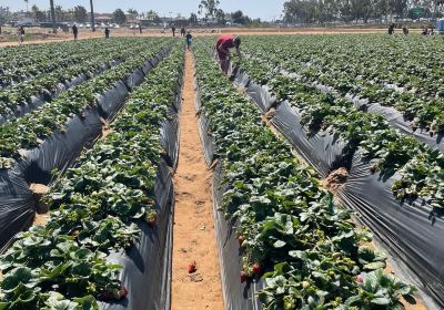 Carlsbad Strawberry Company