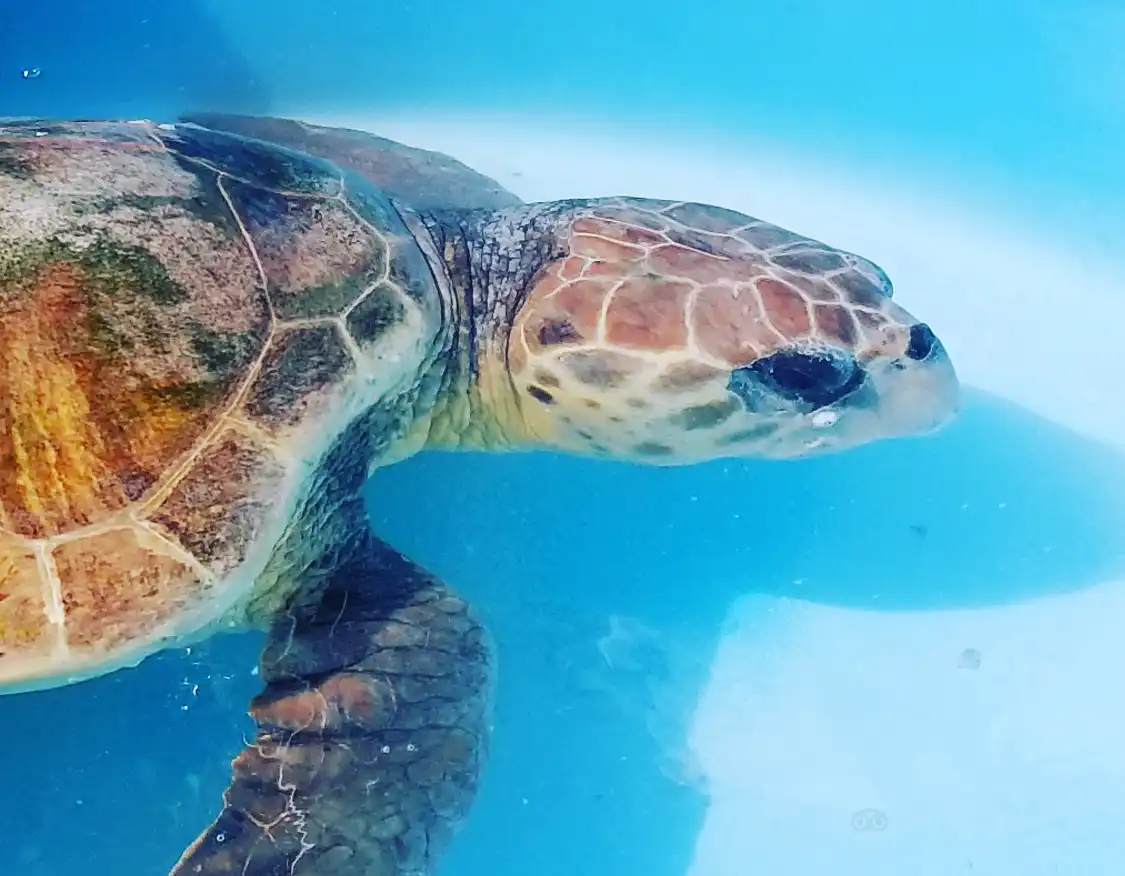 Hotels near Turtle Hospital