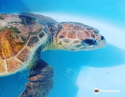 Turtle Hospital