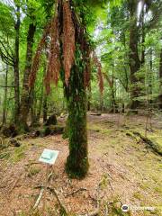 Julius River Rainforest Walk