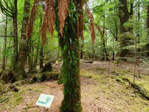 Julius River Rainforest Walk