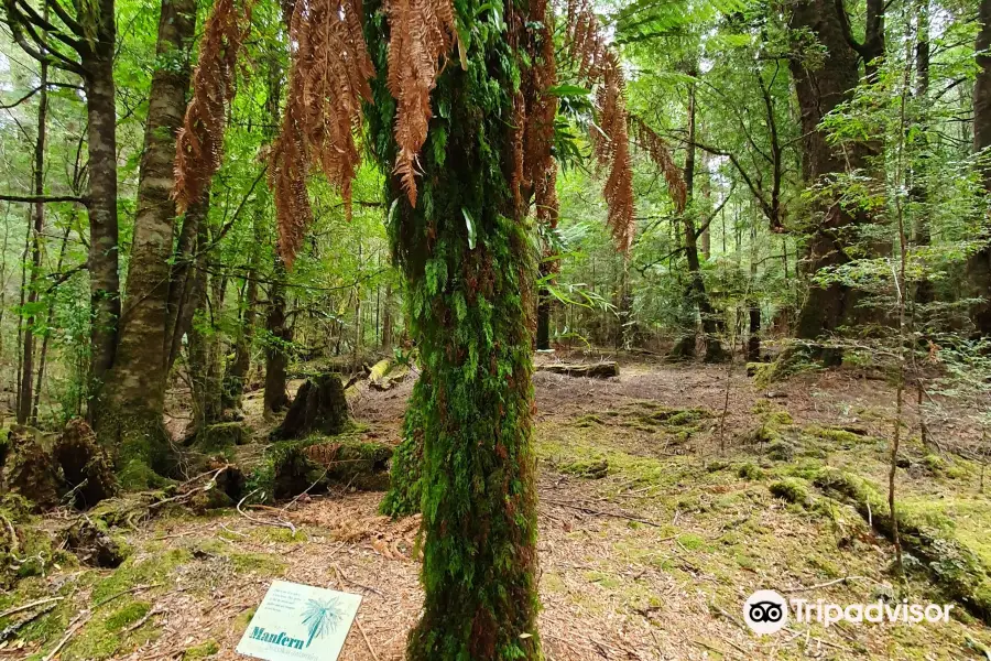 Julius River Rainforest Walk