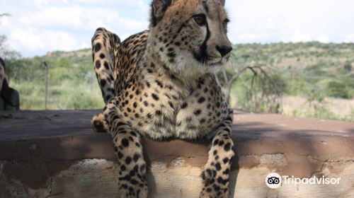 The Dell Cheetah Centre