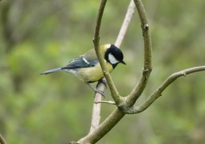 Marfield Wetlands Nature Reserve