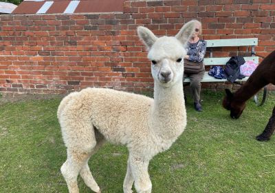 Westfield Alpacas