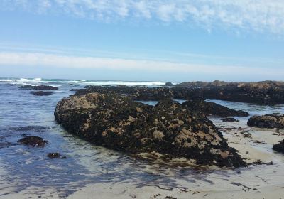 Asilomar State Beach