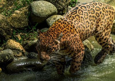 ラ・アウロラ動物園