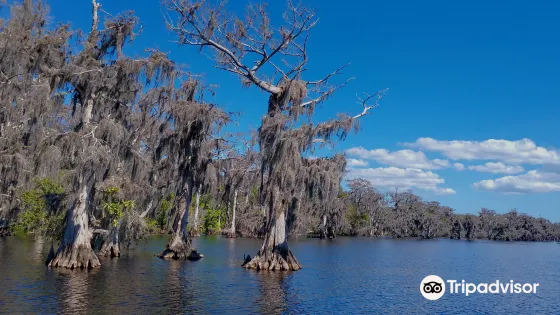 Blue Cypress Lake