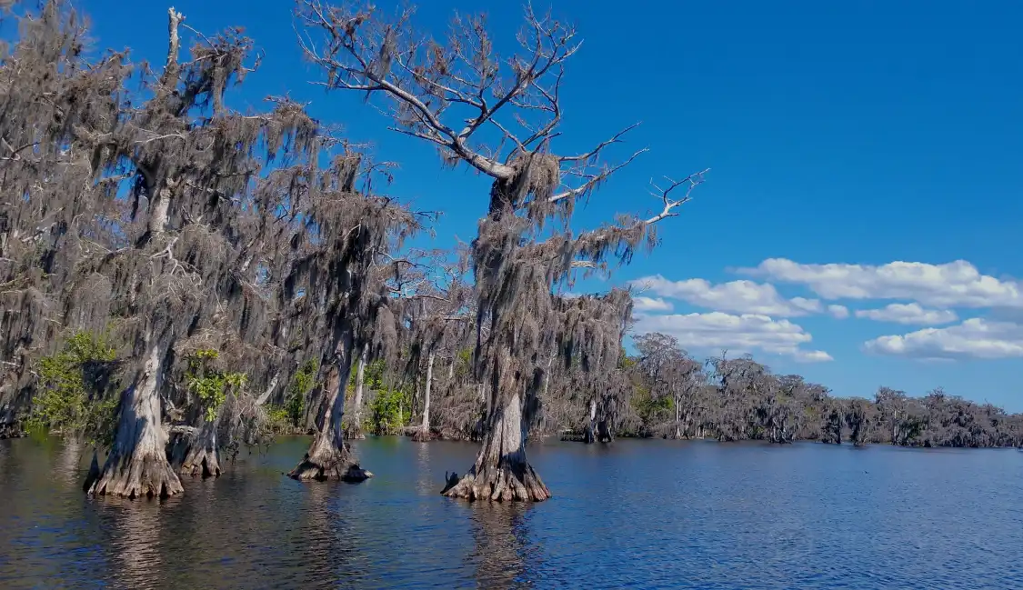 Hotels near Blue Cypress Lake