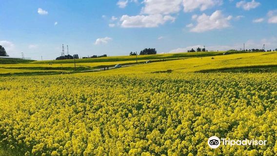 Sunflower Hill