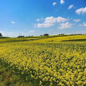 ひまわりの丘