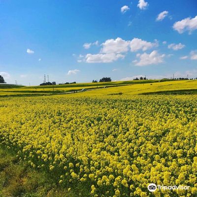 Sunflower Hill