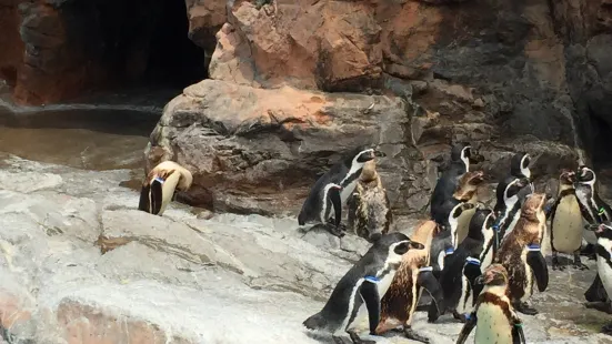 茨城縣大洗水族館