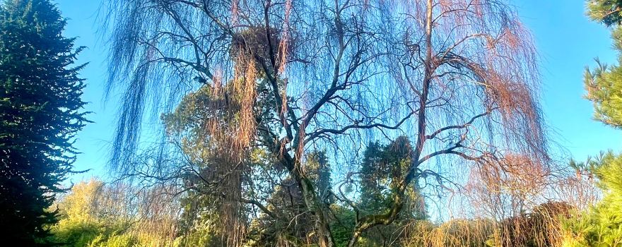 Hazlehead Park