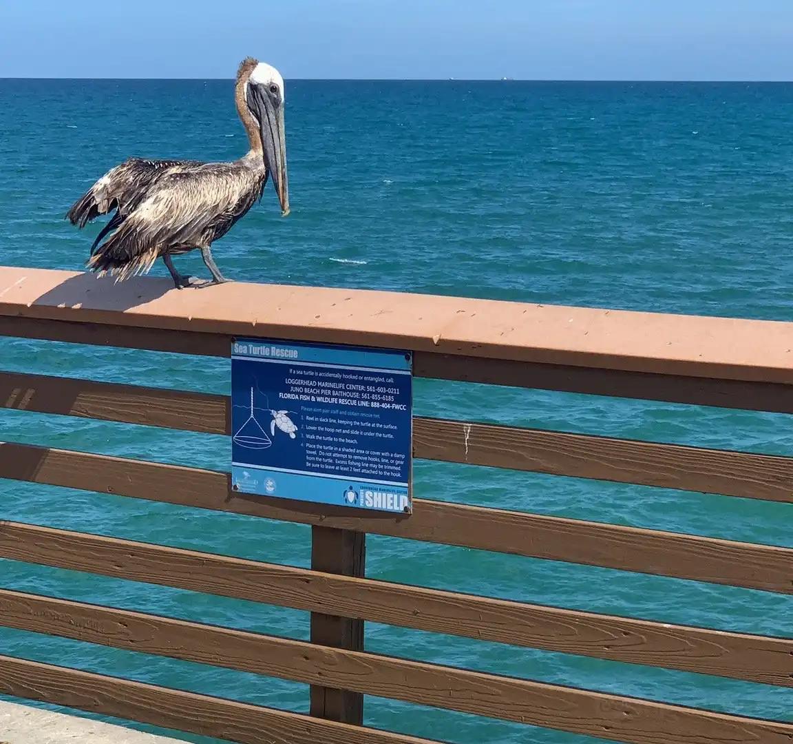 Hotels near Jupiter Beach Park