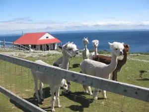 Alpacas of Newfoundland