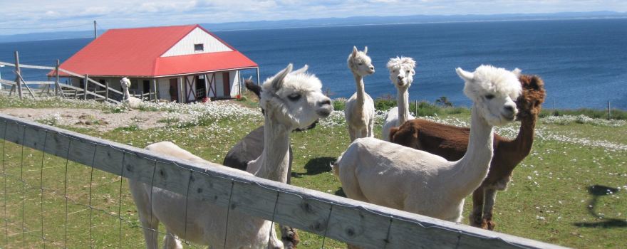 Alpacas of Newfoundland